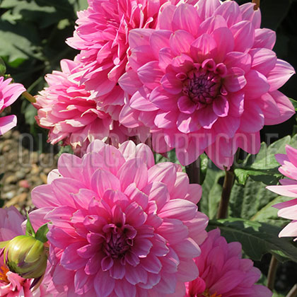 image de Dahlia XXL Paraiso