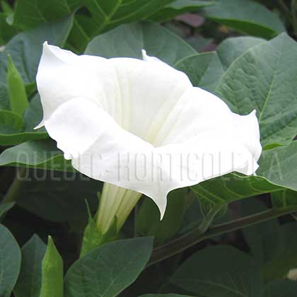 image de Datura metel 