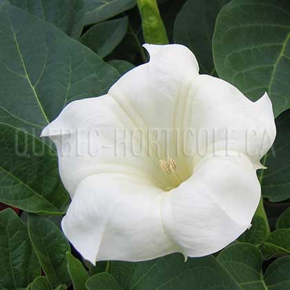 image de Datura metel 