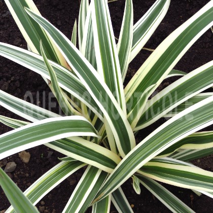 image de Dianella tasmanica Variegata