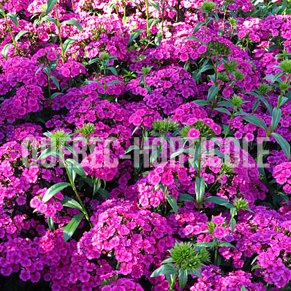 image de Dianthus Jolt Pink