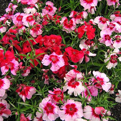 image de Dianthus Corona Cherry Magic