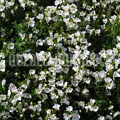 image de Diascia Flirtation® Glacier White