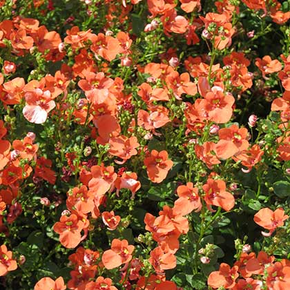 image de Diascia Flirtation® Orange