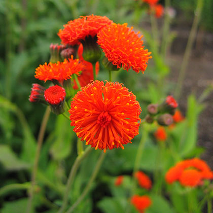 image de Emilia coccinea Scarlet Magic