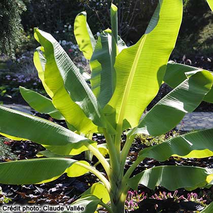 image de Ensete glaucum 