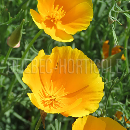 image de Eschscholzia californica 