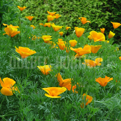 image de Eschscholzia californica 