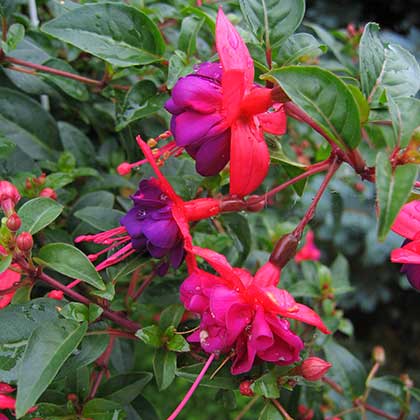 image de Fuchsia x hybrida 