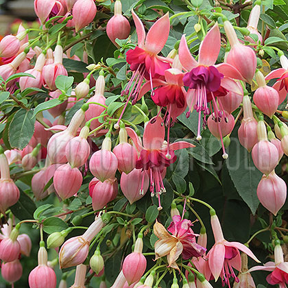 image de Fuchsia x hybrida 