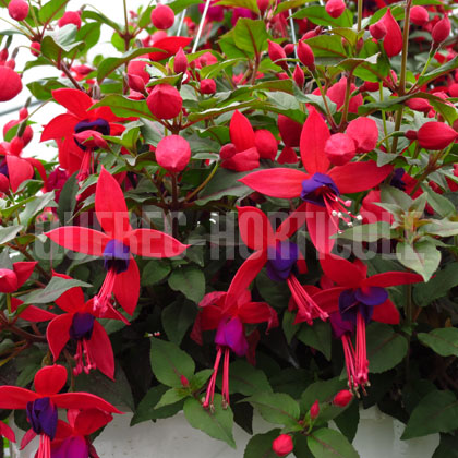 image de Fuchsia sp. 