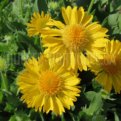 image de Gaillardia x grandiflora Mesa Yellow