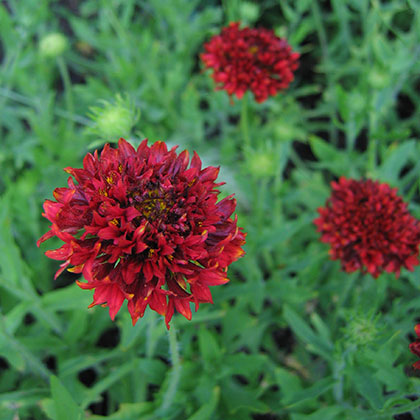 image de Gaillardia pulchella Red Plume