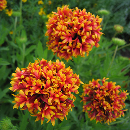 image de Gaillardia pulchella Sundance Bicolor