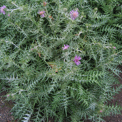 image de Galactites tomentosa 