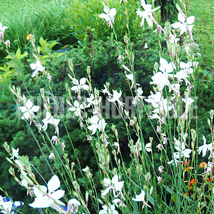 image de Gaura Bellaza® White