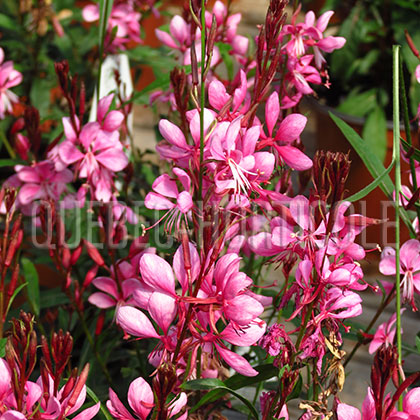 image de Gaura Karalee® Petite Pink