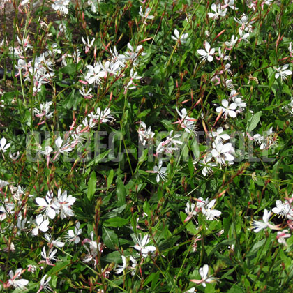 image de Gaura Sparkle White