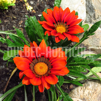 image de Gazania New Day® Red Shades