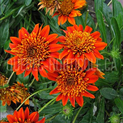 image de Gazania SunBathers® Sunset