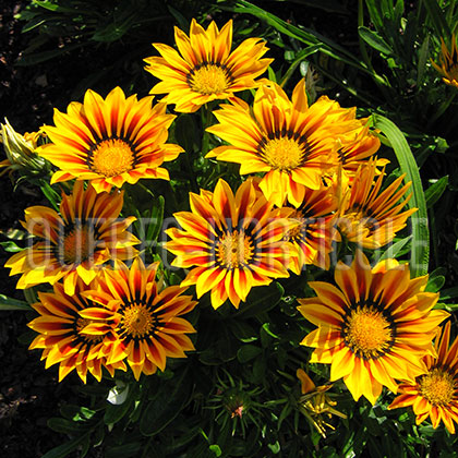 image de Gazania Big Kiss™ Yellow Flame