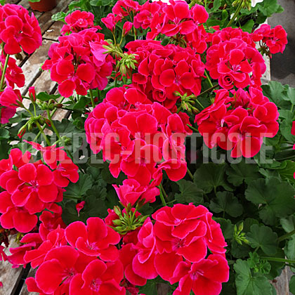 image de Pelargonium Calliope® Red Splash