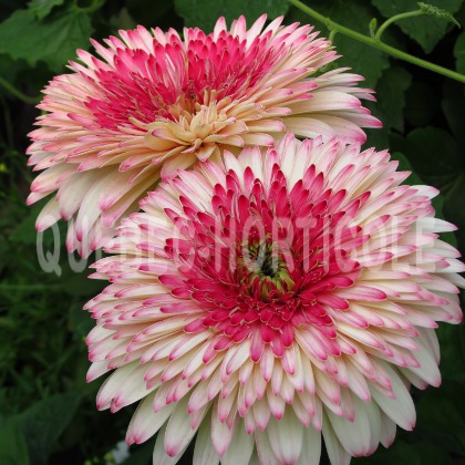 image de Gerbera Grand Canyon