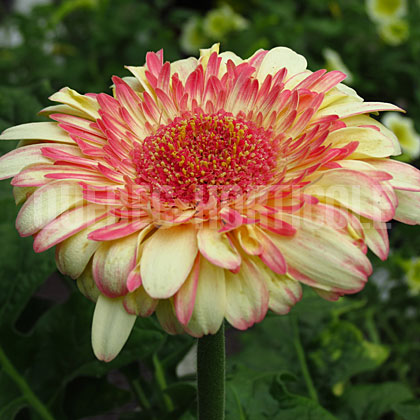 image de Gerbera jamesonii Patio® Karoo