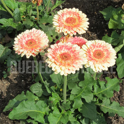 image de Gerbera jamesonii Patio® Karoo