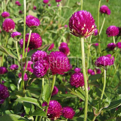 image de Gomphrena Las Vegas Purple