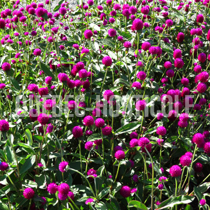 image de Gomphrena Ping Pong™ Purple