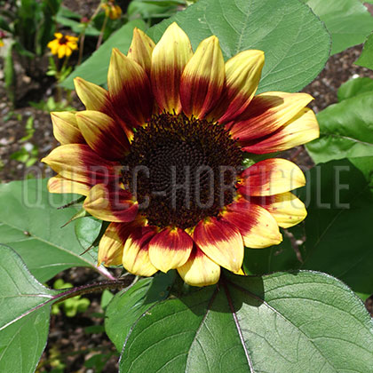 image de Helianthus annuus Cherry Rose