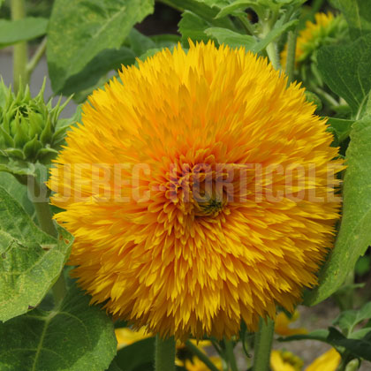 image de Helianthus annuus Double Santa Fe