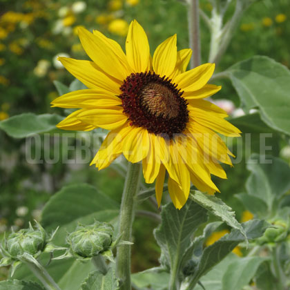 image de Helianthus argophyllus Gold and Silver