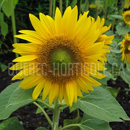 image de Helianthus annuus Munchkin