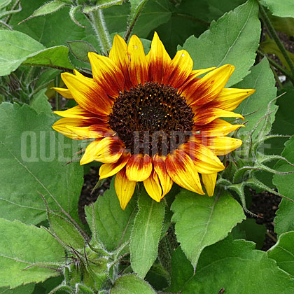 image de Helianthus annuus Ring of Fire