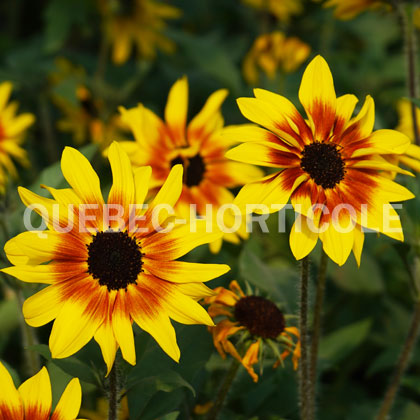 image de Helianthus hybrida Suncredible® Saturn™