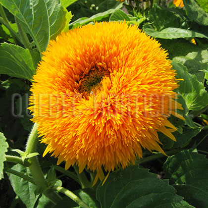 image de Helianthus annuus Teddy Bear