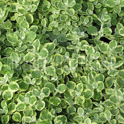 image de Helichrysum petiolare Variegatum