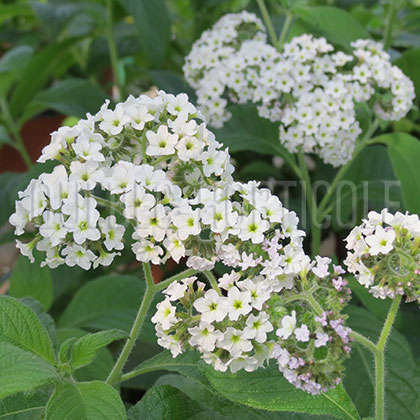 image de Heliotropium Fragrant White