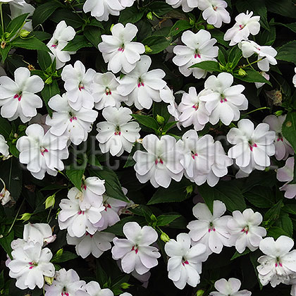 image de Impatiens Big Bounce™ White 