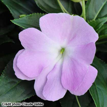 image de Impatiens Celebrette Icy blue