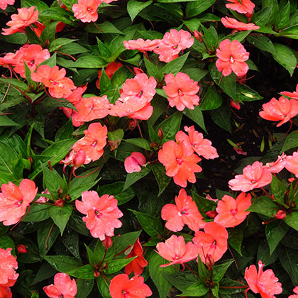 image de Impatiens SunPatiens® Compact Coral