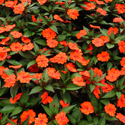 image de Impatiens SunPatiens® Compact Orange