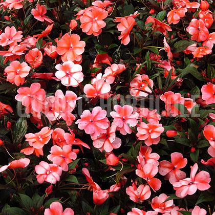 image de Impatiens Florific® Sweet Orange