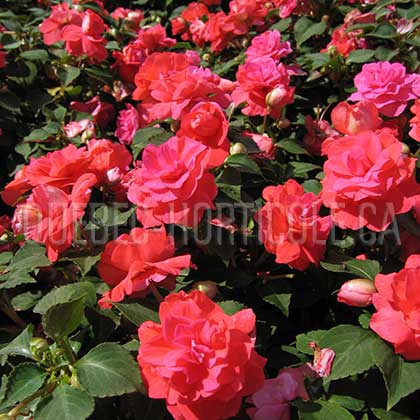 image de Impatiens Rockapulco® Coral Reef