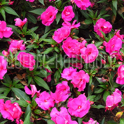 image de Impatiens série Ruffles™