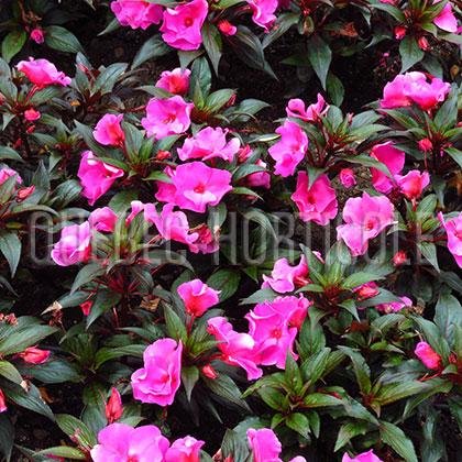 image de Impatiens série Ruffles™