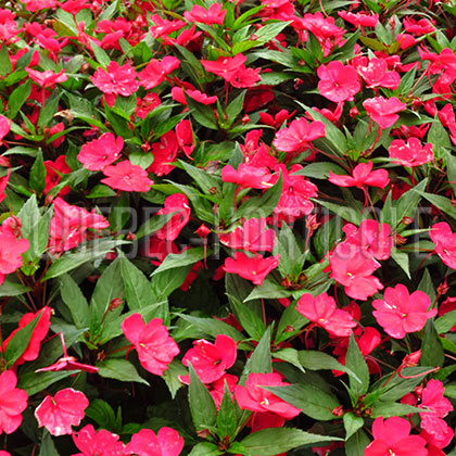 image de Impatiens SunPatiens® Spreading Carmine Red 