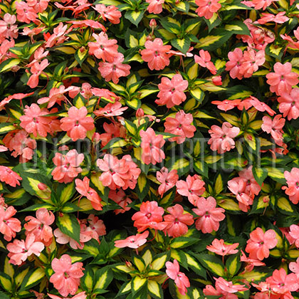 image de Impatiens SunPatiens® Variegated Spreading Salmon